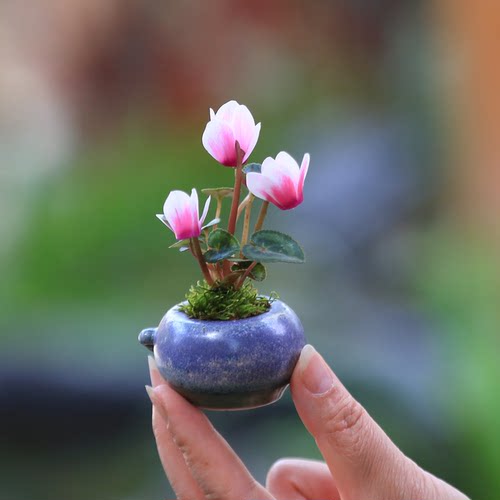 迷你仙客来室内好养花卉开花植物桌面小盆栽办公室净化空气小绿植 - 图1
