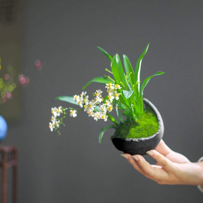 文心兰梦香兰小兰花苗好养易活的绿植花卉盆栽客厅花卉植物室内花