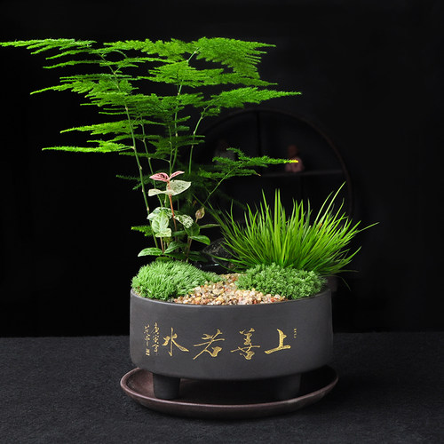 菖蒲黄金姬虎须附石造景紫砂盆植物盆景花微景观摆件盆栽阳台绿植 - 图1