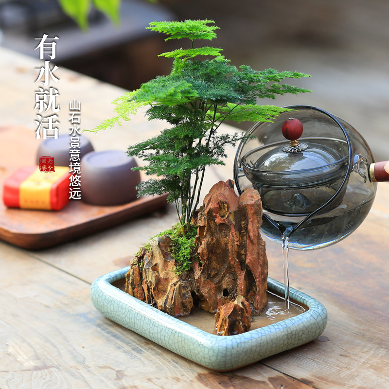 水培易活植物净化空气四季常青茶台好养花卉盆景桌面造型文竹盆栽,淘宝优惠券,粉丝福利购,淘宝优惠卷