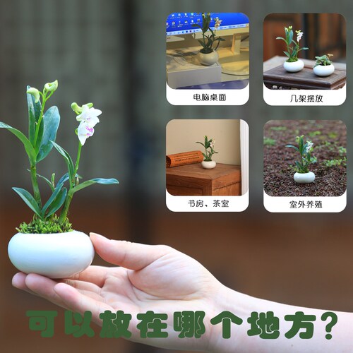 迷你盆栽仙客来石斛兰花盆栽桌面绿植办公室茶台指尖盆栽室内植物 - 图1
