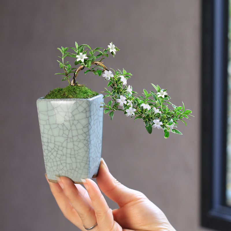 迷你六月雪办公室内桌面小盆栽窗台花卉附石盆景造型悬崖绿植微型,淘宝优惠券,粉丝福利购,淘宝优惠卷