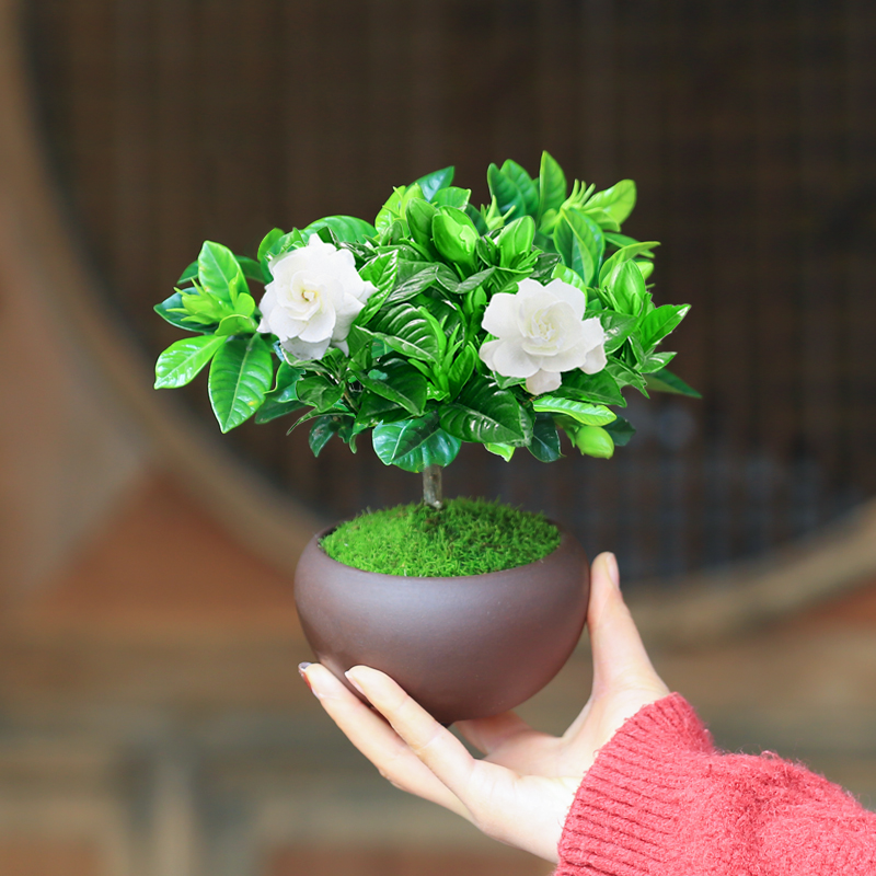 栀子花盆栽独杆苗情绪稳定花盆桌面室内花卉植物庭院四季开花浓香