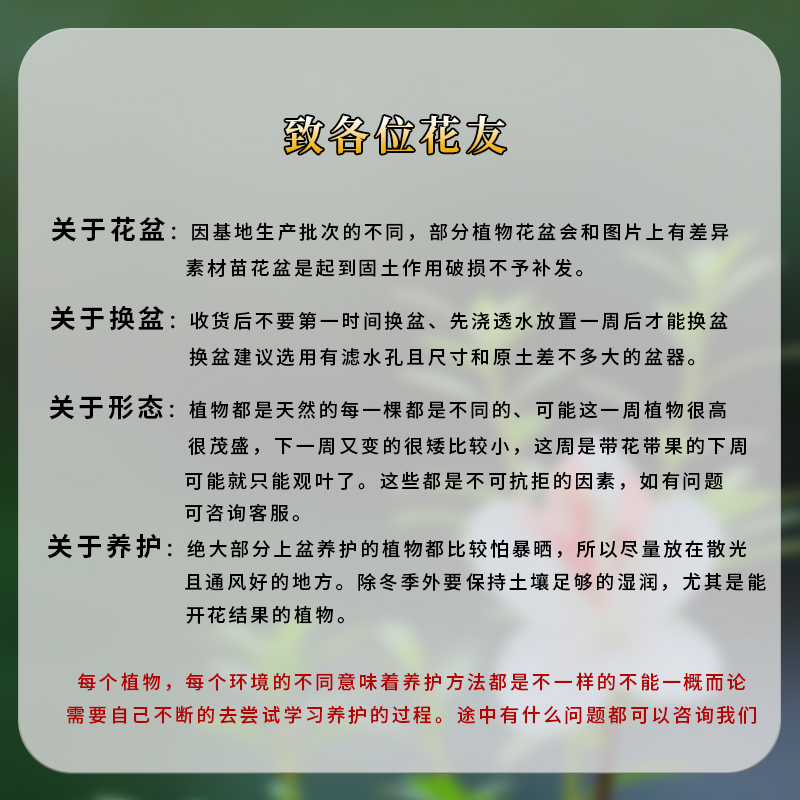 蕨类植物网纹草水陆缸DIY微景观盆栽造景室内水培小苗铁线蕨绿植 - 图1