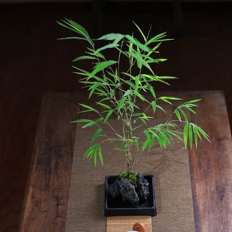 正宗内门竹盆栽竹子苗台湾茶桌观叶绿植桌面绿植盆景竹子室内盆栽,淘宝优惠券,粉丝福利购,淘宝优惠卷