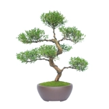 Чинанская старая куча бонсай формы листовка гостиная.