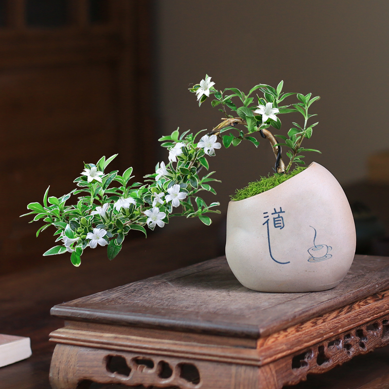 六月雪盆景迷你小植物室内盆栽办公室绿植桌面悬崖造型苗子树苗 - 图2