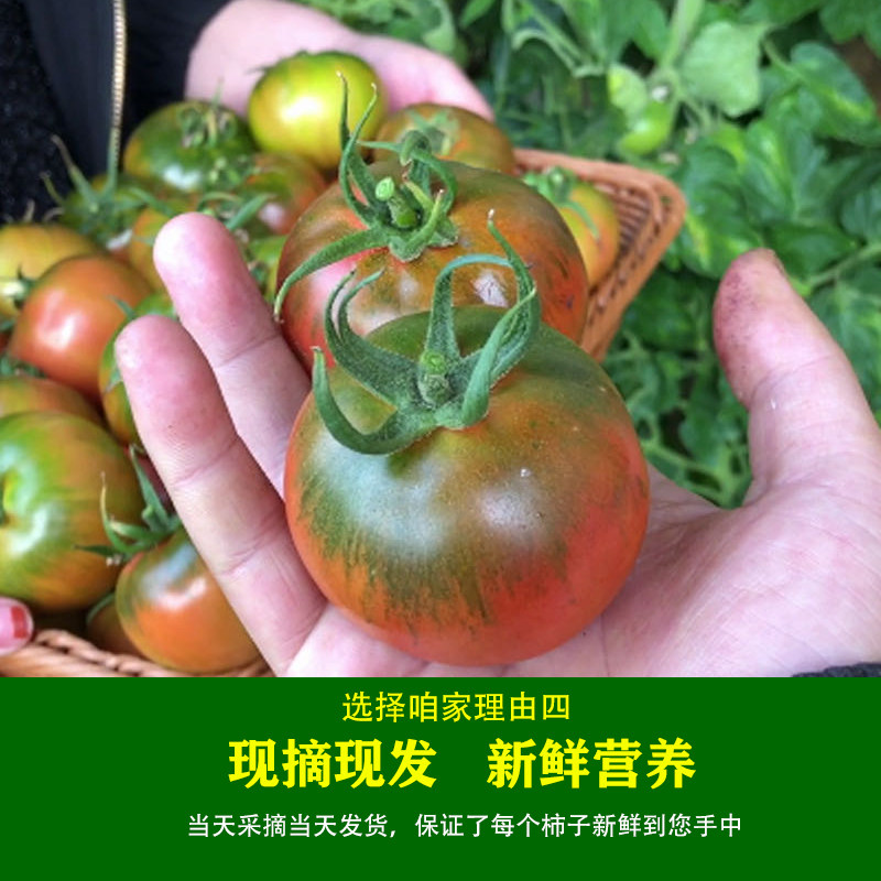丹东草莓柿子番茄铁皮柿子绿腚油柿子碱地西红柿自然熟5斤包邮,淘宝优惠券,粉丝福利购,淘宝优惠卷