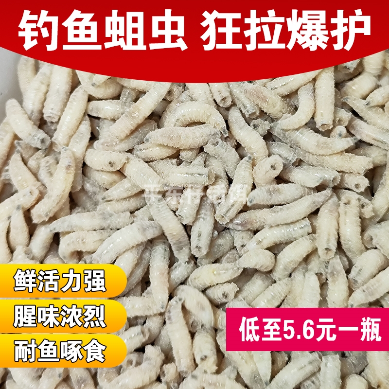 5瓶起蛆虫活虫钓鱼肉蛆白蛆红虫活饵野钓小石斑白条鲫鱼公鱼鱼饵 - 图2