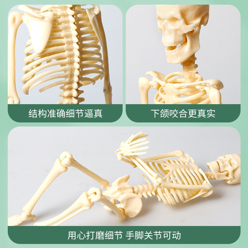 人体骨骼模型结构套装科教中小学生DIY组装儿童益智玩具拼装仿真,淘宝优惠券,粉丝福利购,淘宝优惠卷
