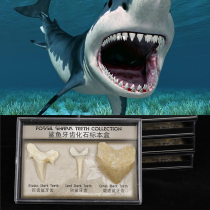 Archaeology Excavation 3 Shark Teeth Fossilized Specimen Box Marine Ancient Bio Giant Tooth Shark Fossil Child Gift