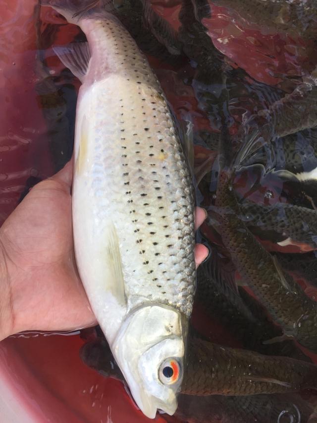 赤眼鳟鱼苗红眼鱼烧火草鱼参鱼醉角鱼野草鱼活体路亚鱼种淡水养殖 - 图0