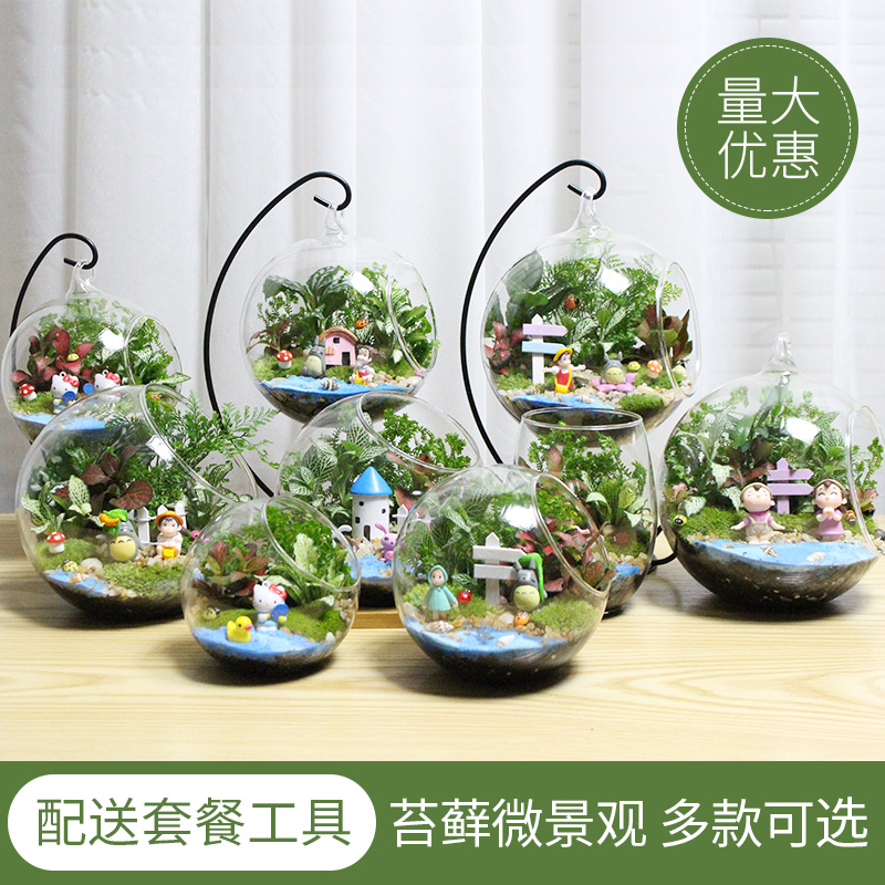 包邮 微景观 创意植物 迷你盆栽 DIY植物 生日礼物 苔藓生态瓶 - 图0