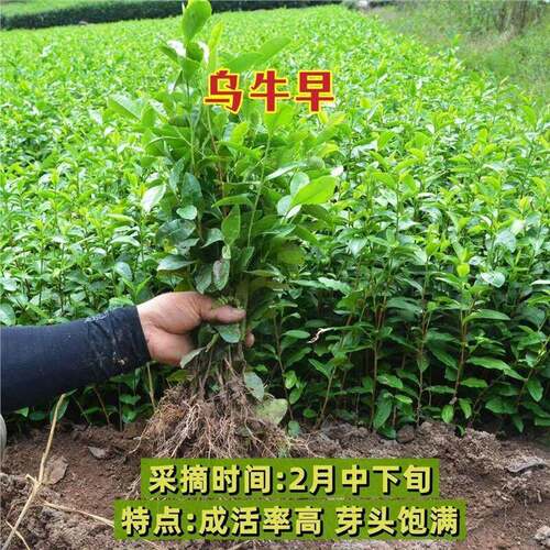 正宗茶叶苗龙井43号绿茶树苗安吉奶白特早茶乌牛早苗黄金芽苗 - 图2