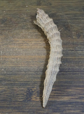 11号 新疆哈密地表羊角