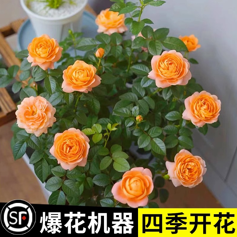 果汁阳台月季盆栽四季开花卉玫瑰鲜花带花苞阳台爬藤植物蔷薇花苗 - 图0