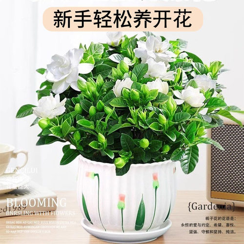 大叶牡丹栀子花棒棒糖盆栽苗带花苞重瓣独杆老桩树苗花卉绿植 - 图1