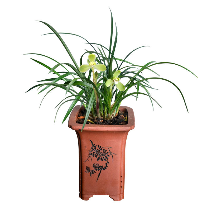 浓香老种春兰宋梅带花苞细叶名贵兰花西神知足素梅瓣观赏花卉盆栽,淘宝优惠券,粉丝福利购,淘宝优惠卷