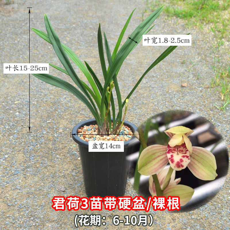 浓香兰花君荷建兰名品四季兰荷瓣名贵兰花彩凤荷王东方红荷金荷 - 图0