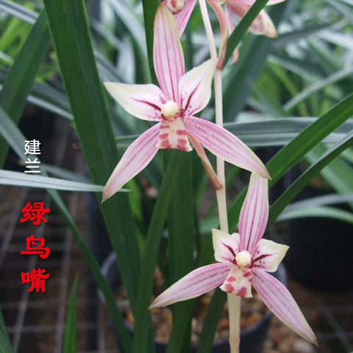 先明艺草建兰绿鸟嘴四季兰浓香复色花兰花草忆香荷花卉趣味绿植物 - 图0