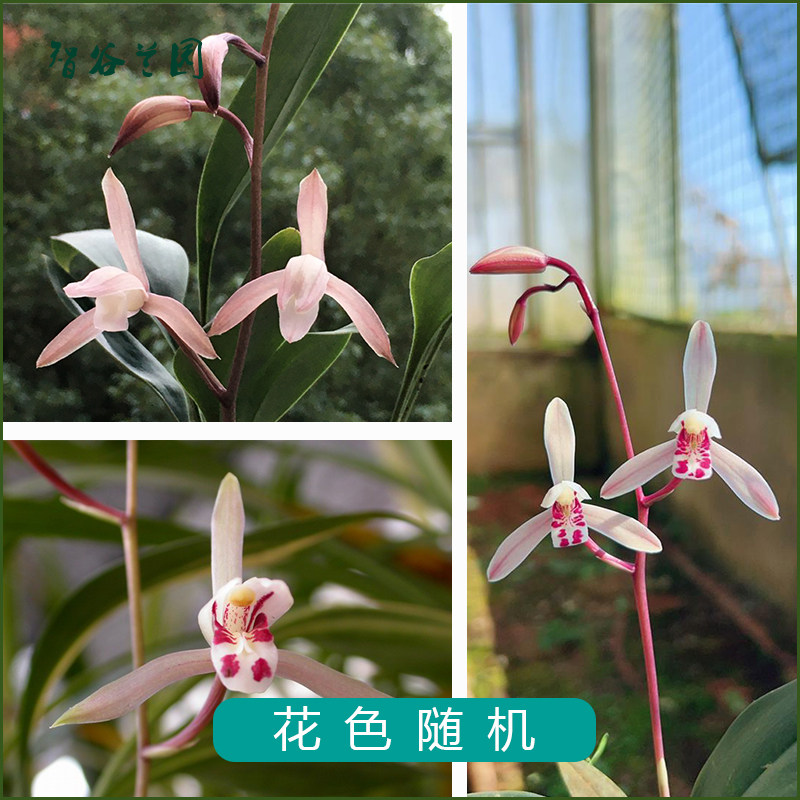 兰花兔耳兰盆栽澳洲香水石斛阳台庭院趣味盆景新鲜花卉家用绿植物,淘宝优惠券,粉丝福利购,淘宝优惠卷