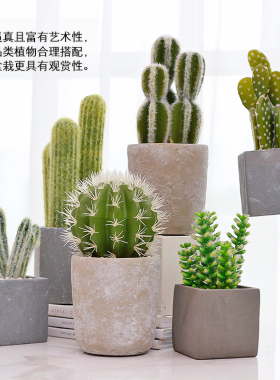 假花卉多肉仙人掌摆设仿真植物