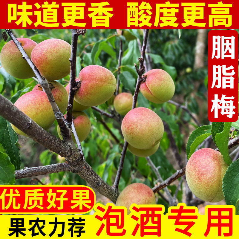 胭脂梅新鲜现摘泡酒酵素梅子露诏安高山野生红梅水果当季青梅鲜果 - 图0