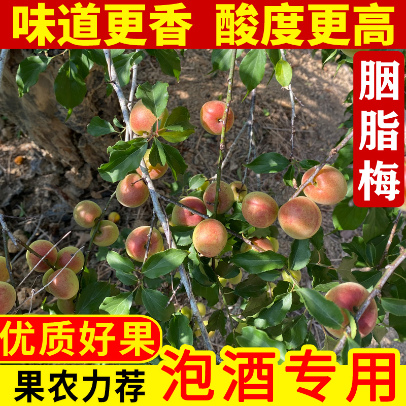 胭脂梅新鲜现摘泡酒酵素梅子露诏安高山野生红梅水果当季青梅鲜果 - 图2