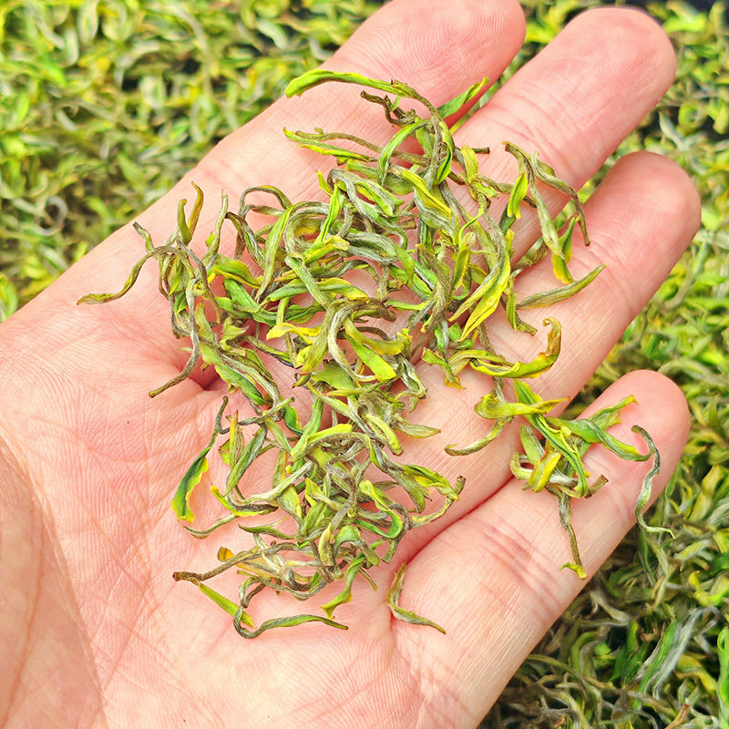 景白2号白玉仙【开园头采4优-乐茁绿茶】2026年新茶金奖惠明茶