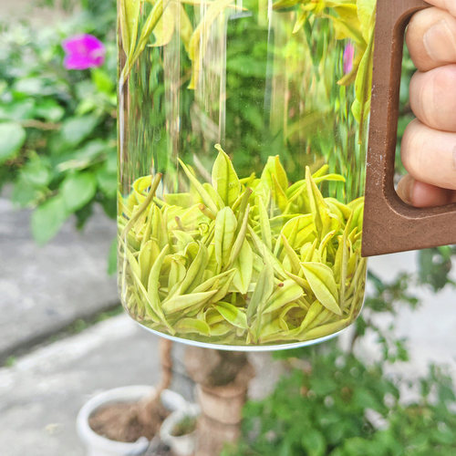 乐茁 壮肥芽【明前二采2优安吉白茶】2026年新茶正宗珍稀高山绿茶 - 图1