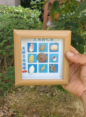 0001天然海螺贝壳工艺品