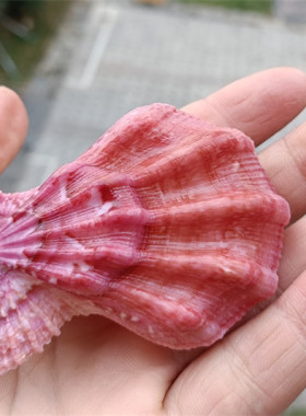 天然海螺贝壳标本螺北海道扇贝壳收藏礼品纪念品装饰摆件贴墙DIY