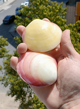 热卖天然大海螺贝壳粉蛤扇贝地台家居装饰收藏鱼缸水族海星珊瑚