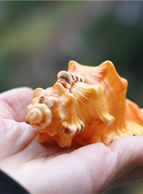 包邮天然海螺贝壳象鼻螺虎头螺标本螺收藏水族鱼缸家居装饰珊瑚