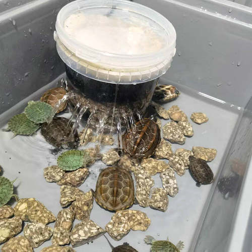 康卿龟用过滤器低水位过滤盒小号白色小鱼缸净化器潜水生化过滤泵 - 图1