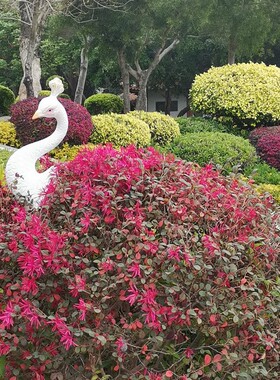 孔雀插支鲜花装饰花盆草坪灌木