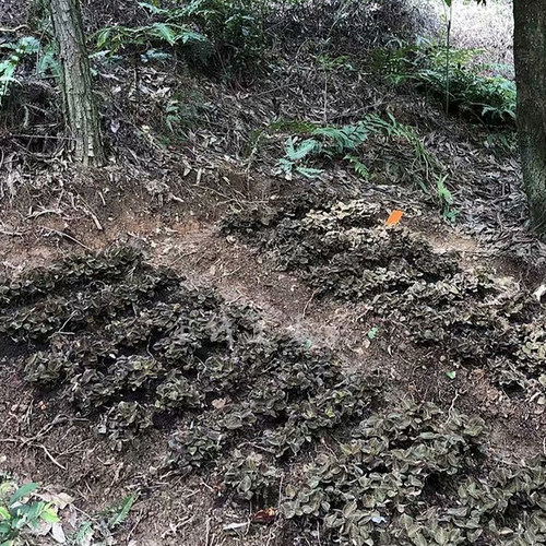 食用金线莲新鲜特级深山林下原生态种植7个月整株现摘福建特产 - 图0
