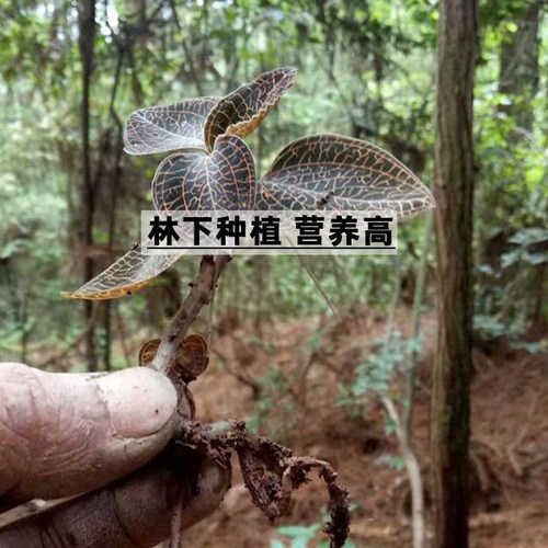 食用金线莲新鲜特级深山林下原生态种植7个月整株现摘福建特产 - 图2