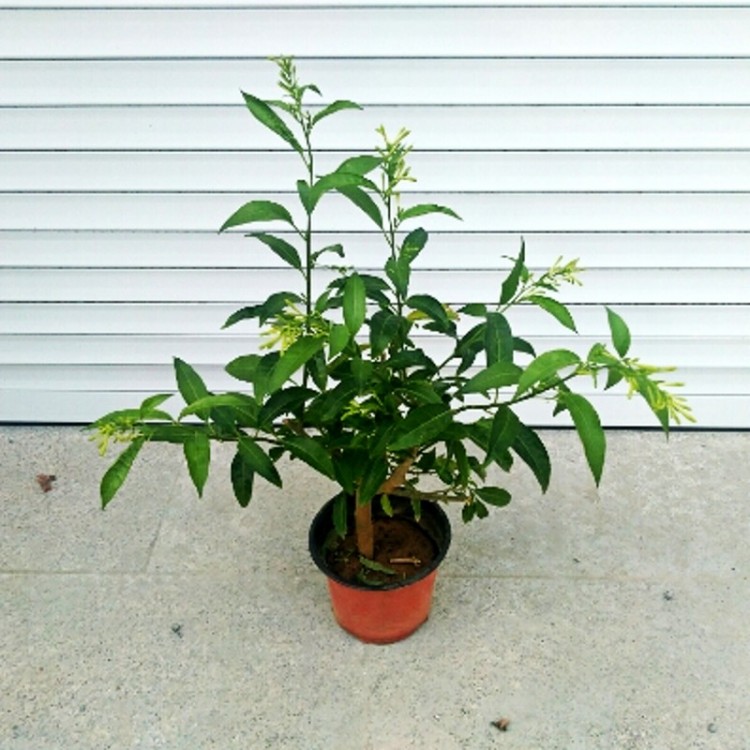 夜来香花树苗九里香夜来香盆栽花卉植物室内驱蚊花苗浓香四季开花 - 图1