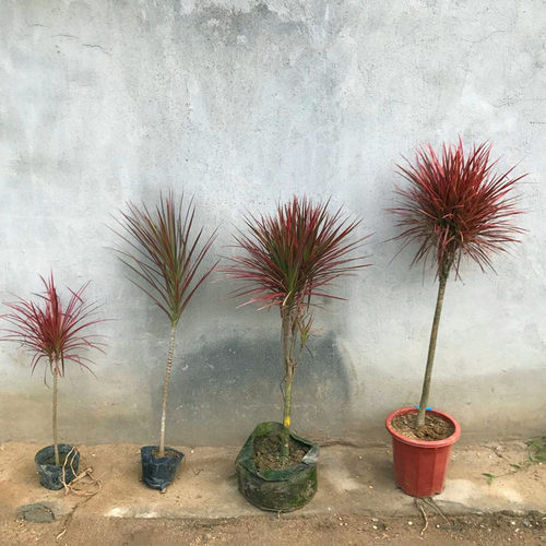 五彩千年木七彩铁绿植盆栽室内前台盆栽三色龙血树红竹观叶植物 - 图2