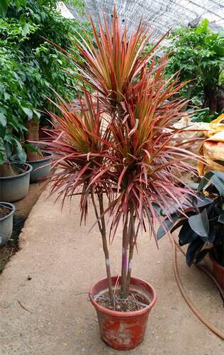 五彩千年木七彩铁绿植盆栽室内前台盆栽三色龙血树红竹观叶植物 - 图3