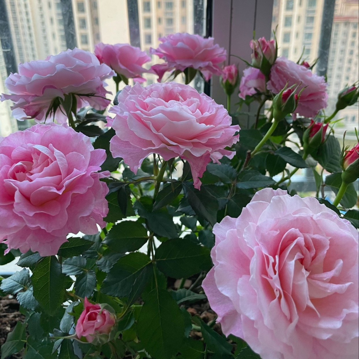 海神王阳台  大花多头抗病微型阳台系列玫瑰勤花盆栽 大花勤花,淘宝优惠券,粉丝福利购,淘宝优惠卷