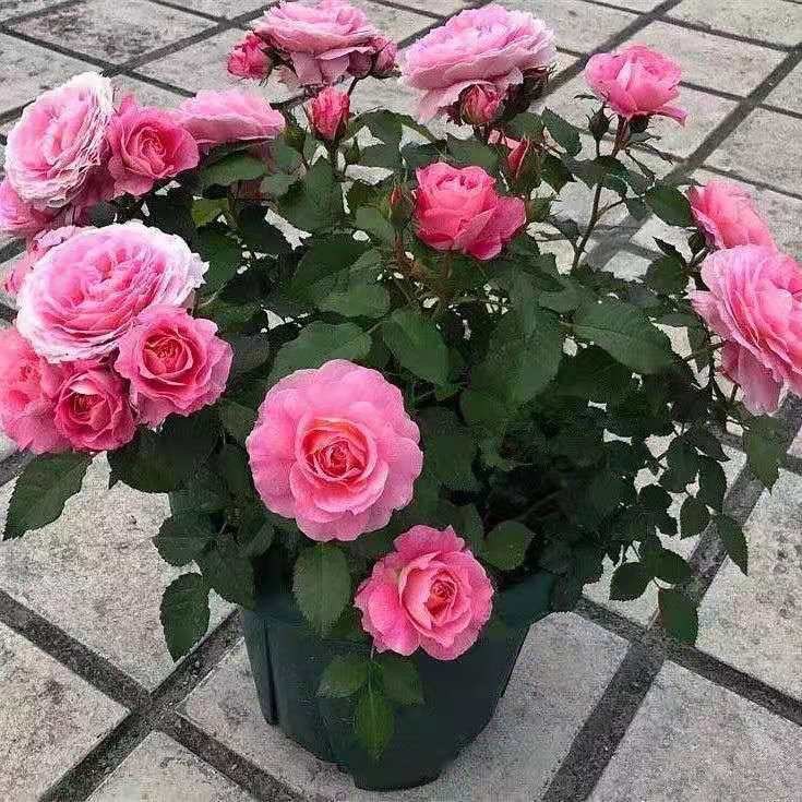 海神王阳台  大花多头抗病微型阳台系列玫瑰勤花盆栽 大花勤花,淘宝优惠券,粉丝福利购,淘宝优惠卷