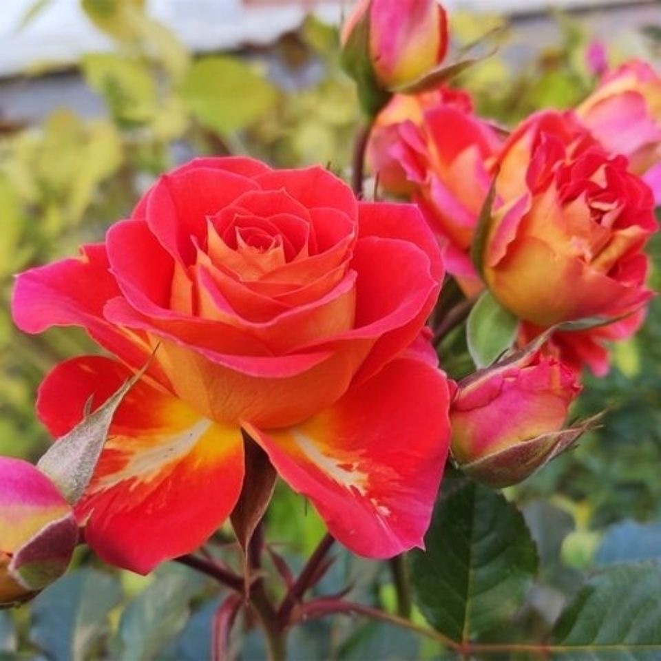 双鱼座（二乔）月季玫瑰花苗盆栽花卉绿植四季开花月月开花花量多 - 图0
