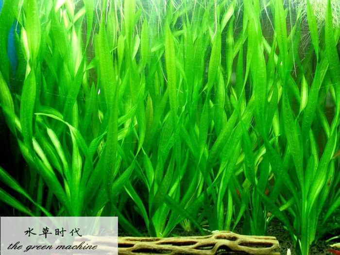 纽兰图片,湖北,武汉_大山谷图库