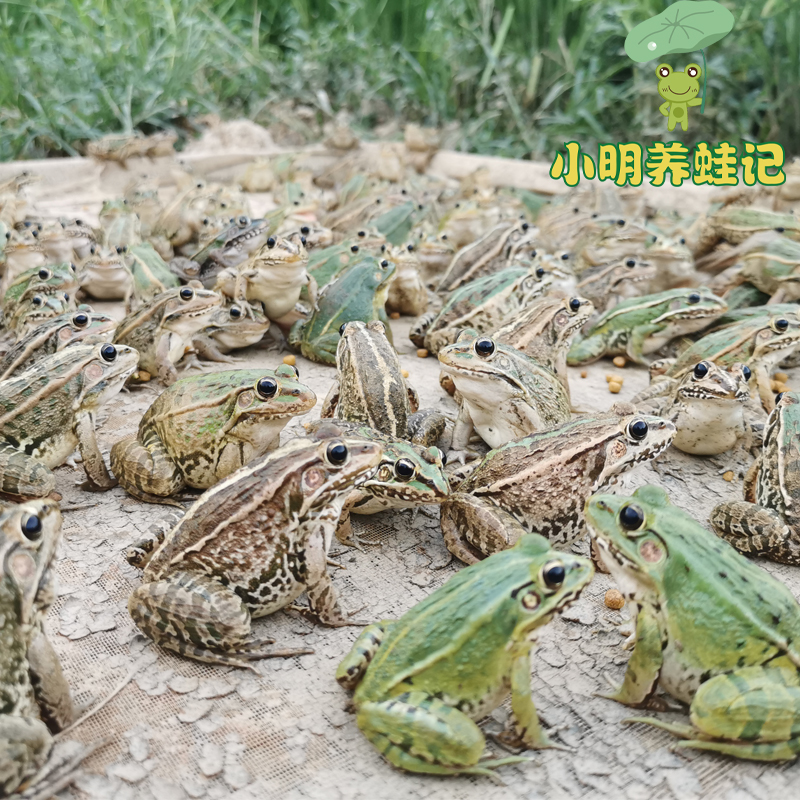 活体小青蛙宠物青蛙幼蛙养殖黑斑蛙稻田小青蛙黑鱼活饵饲料包活 - 图3