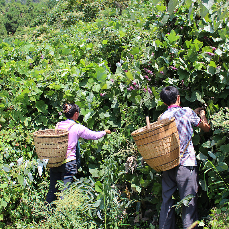 野生葛花茶葛根花葛藤花搭配葛根片同用 食用农产品 - 图1