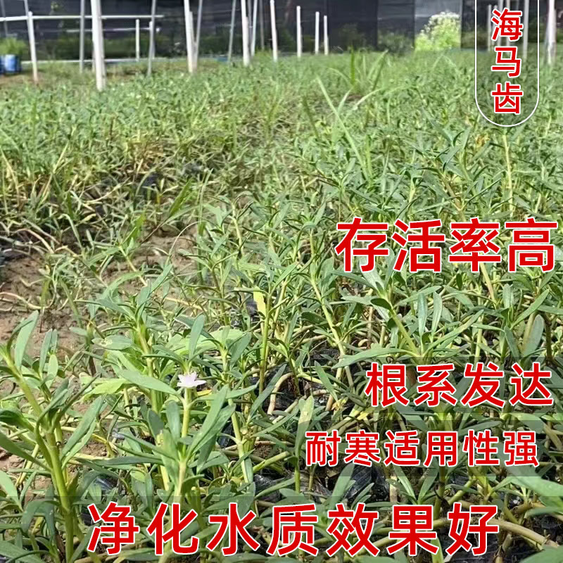 盐碱地植物海马齿海水鱼缸造景污水净化水质海草藻红树林海水植物-图0