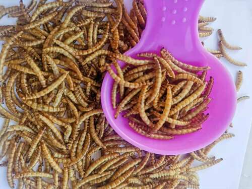 柯尔鸭粮食柯尔鸭可达鸭零食淡水鱼虾虾干面包虫银鱼鱼干大麦虫干 - 图1