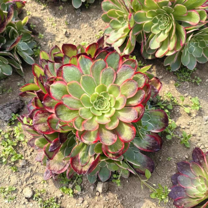 粉花妖夜宴法师锦多肉植物室内桌面大颗盆栽种苗鲜活倾城变异手捧,淘宝优惠券,粉丝福利购,淘宝优惠卷